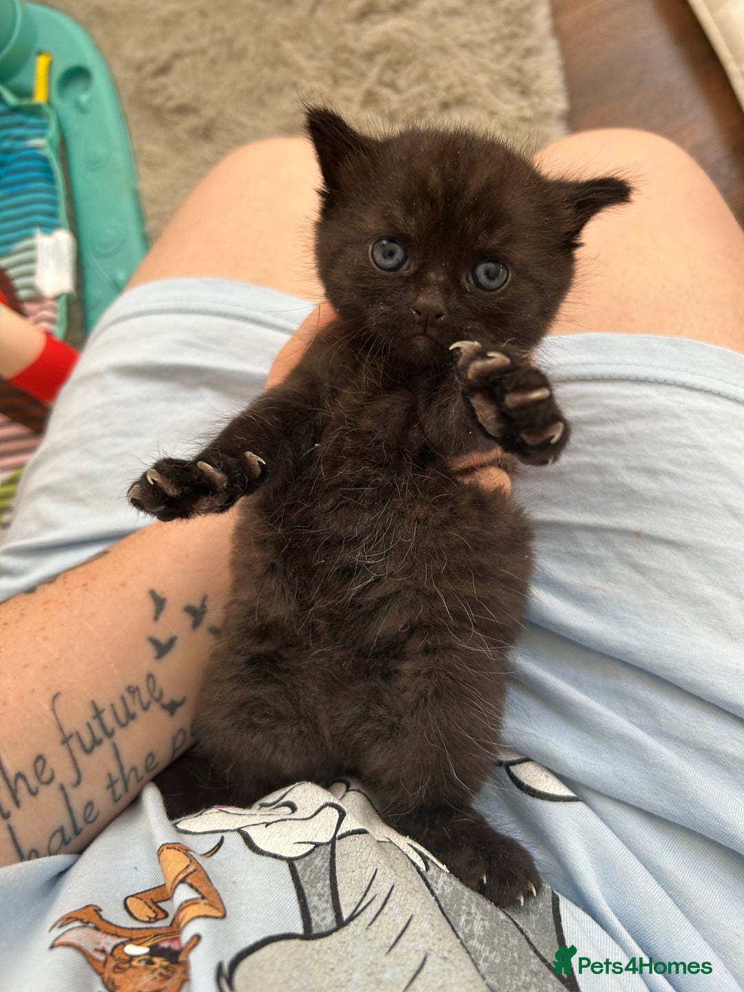 Mixed Breed cats for sale: Black kitten  - Image 4