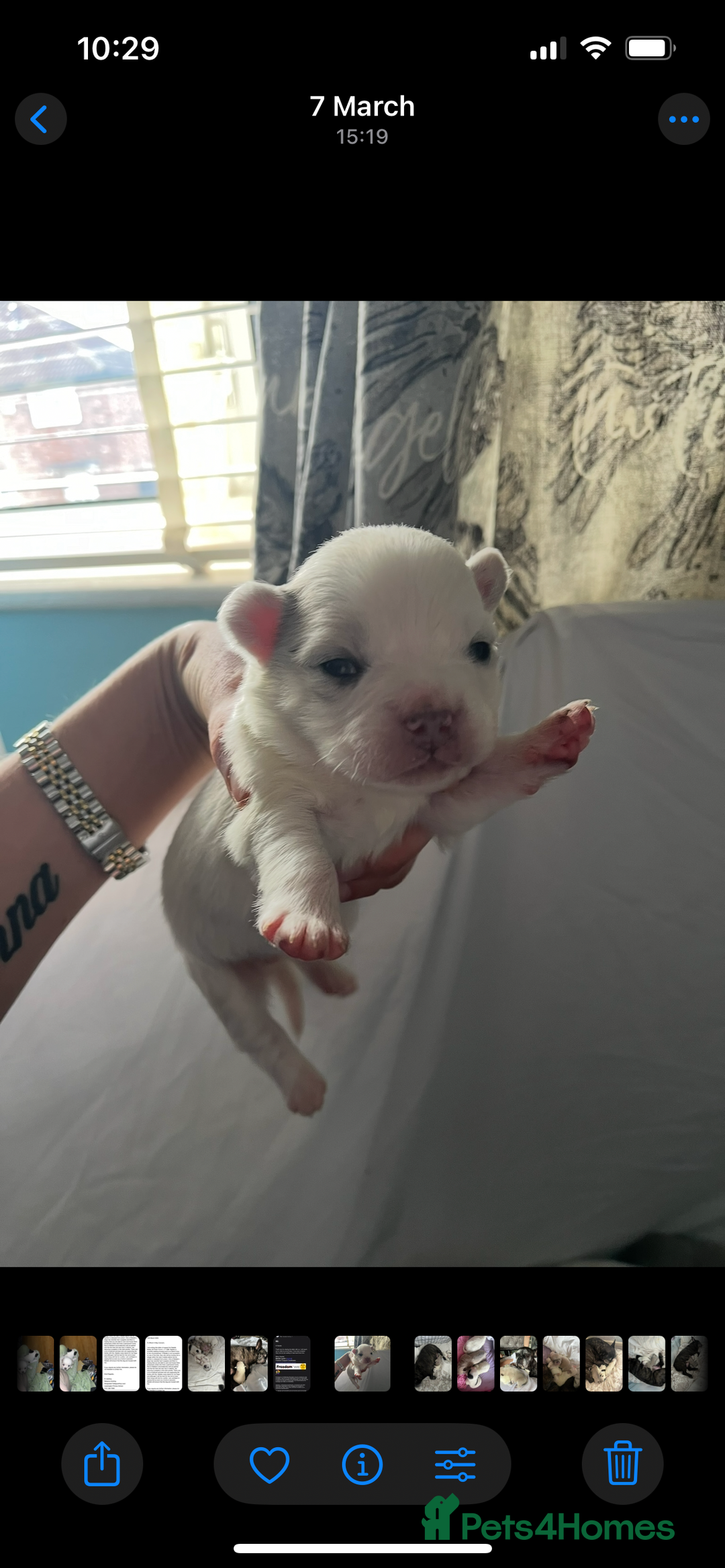 Mixed Breed dogs for sale: Adorable bitch 6 months old Pomsky  - Image 13