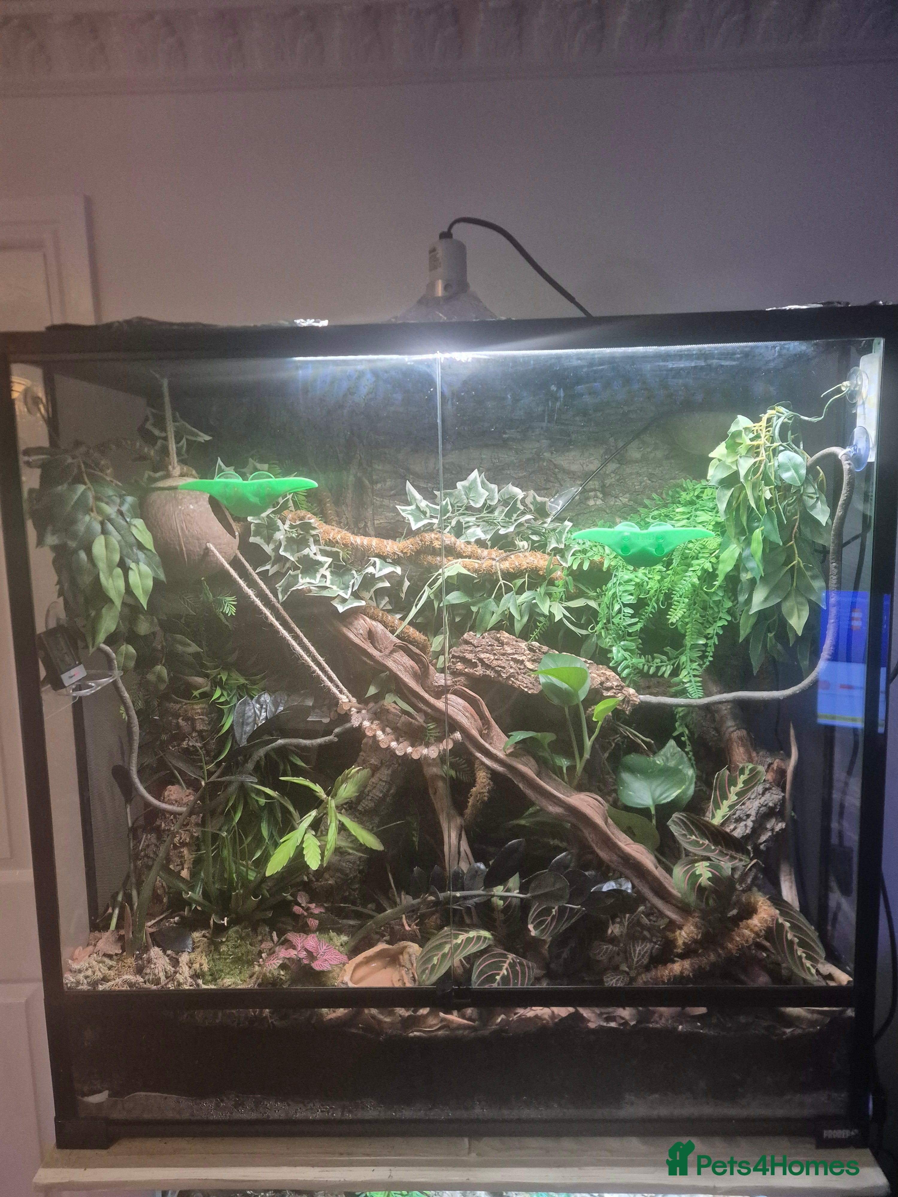 Gecko reptiles Male crested gecko with full bio set up  - Advert 2