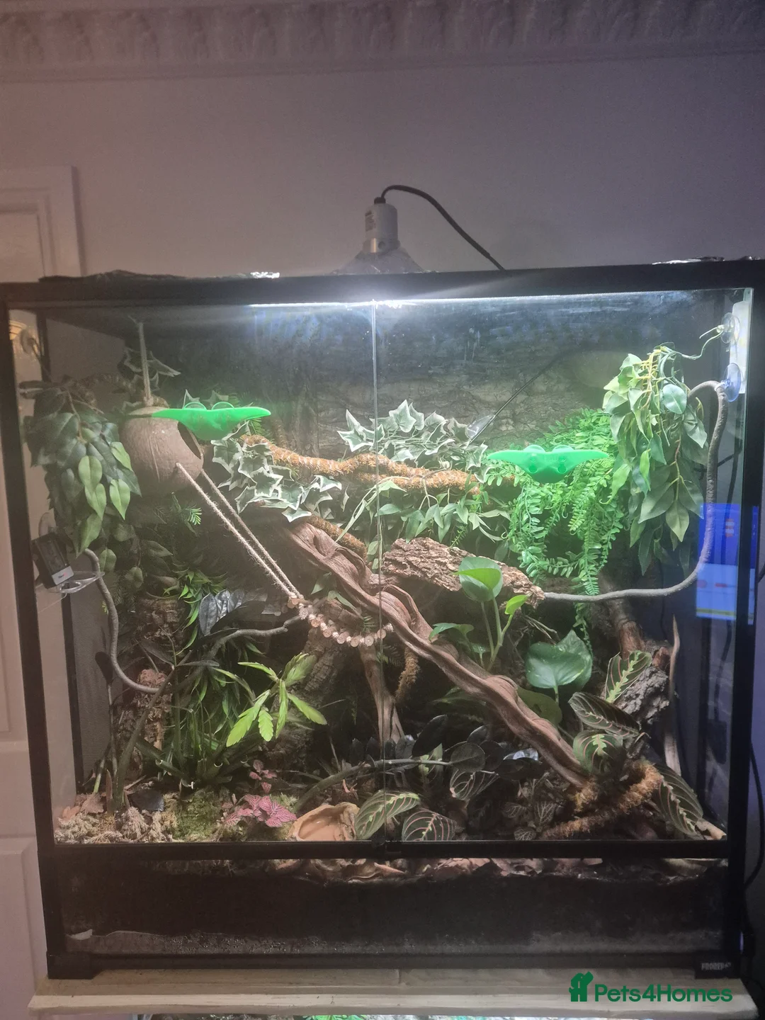 Gecko reptiles for sale: Male crested gecko with full bio set up  - Advert 1