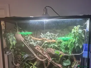 Gecko reptiles Male crested gecko with full bio set up - Advert 2