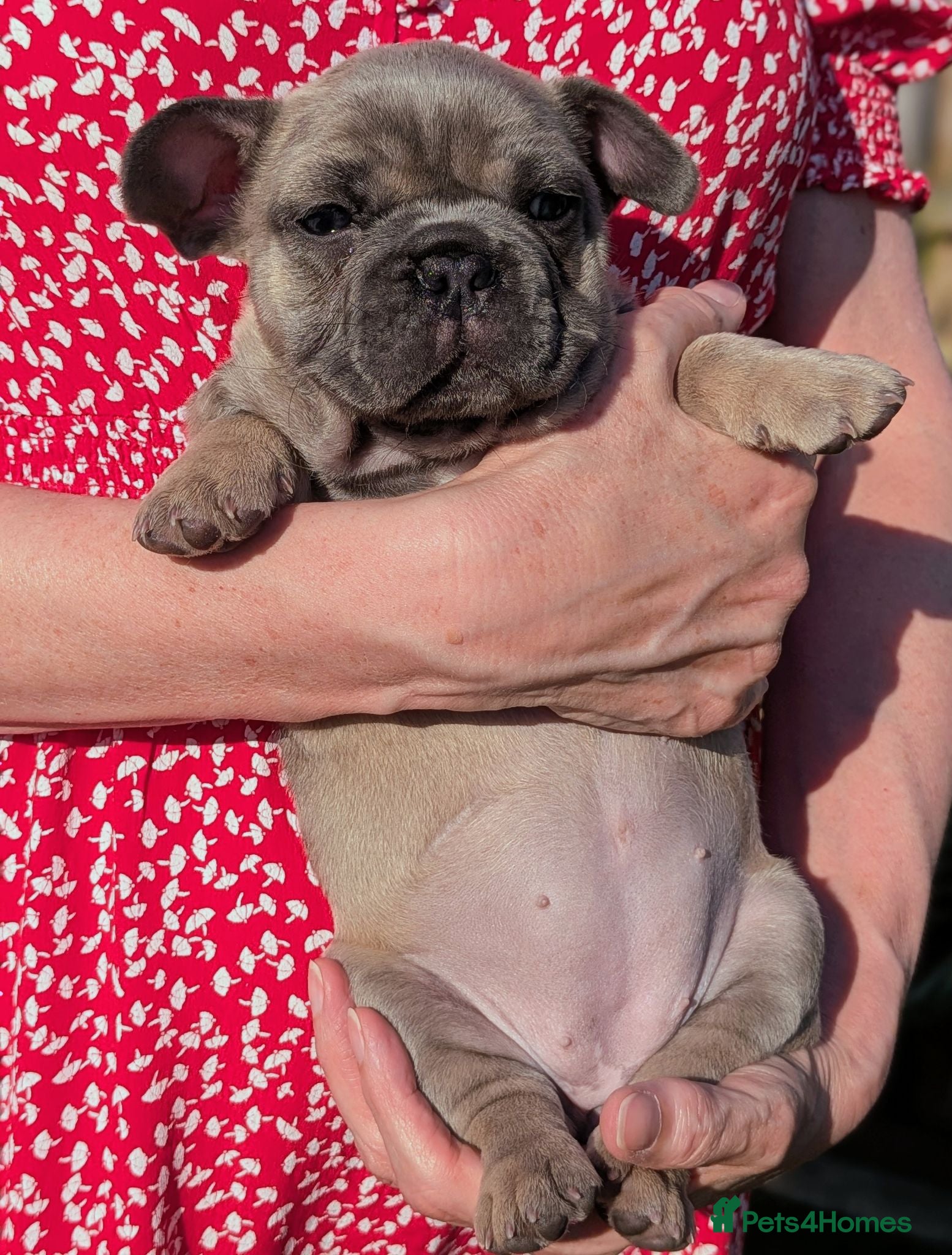 French Bulldog dogs French bulldog puppies  - Advert 2