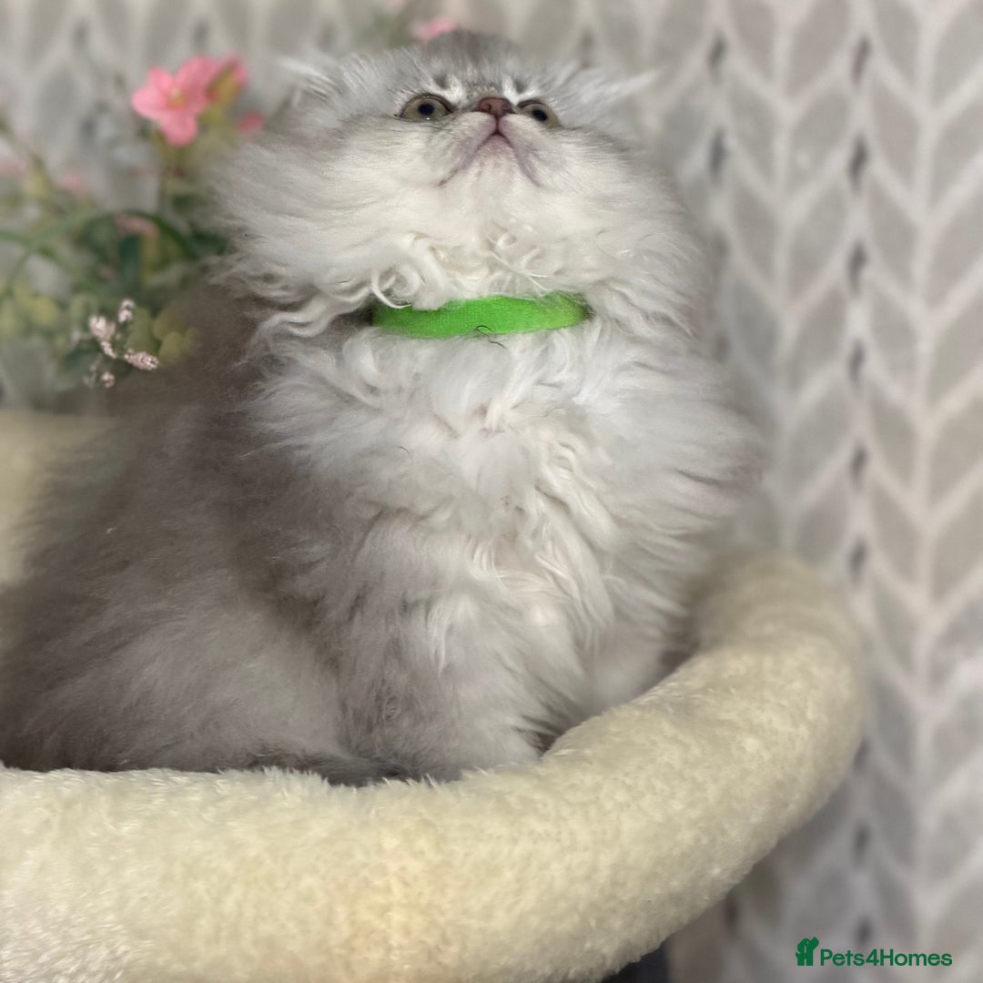 British Longhair cats for sale: British Longhair/Shorthair kittens TICA - Advert 3