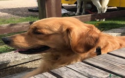 Golden Retriever dogs for stud: Proven Golden Retriever for Stud - Image 2