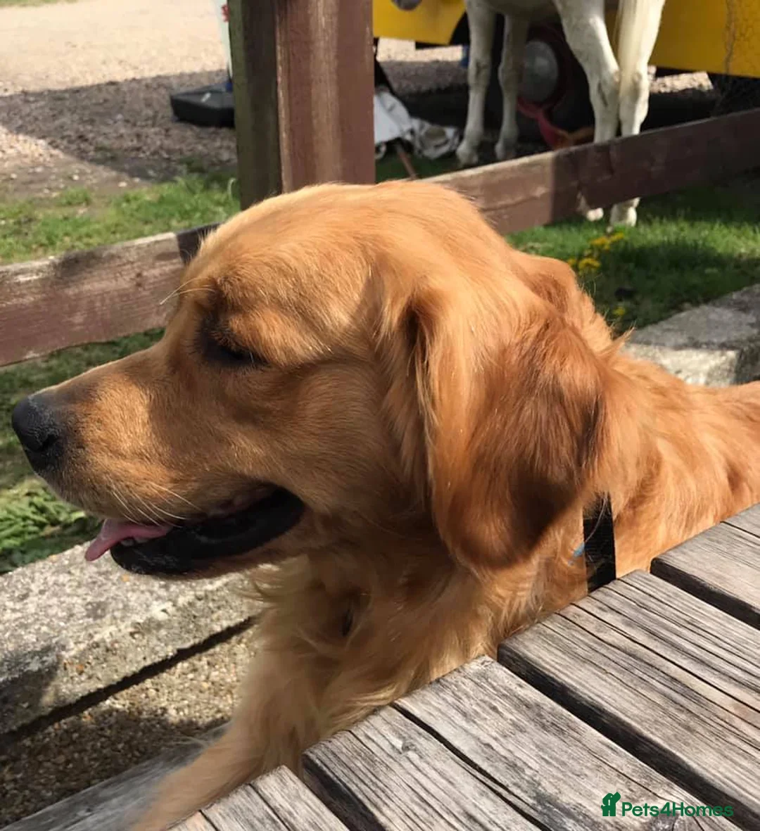 Golden Retriever dogs for stud: Proven Golden Retriever for Stud - Advert 2