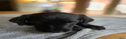 Labradoodle dogs for sale: 4 Beautiful female Labradoodles Ready to go! - Advert 20