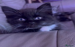European cats for sale: 3 kittens for sale  - Image 7