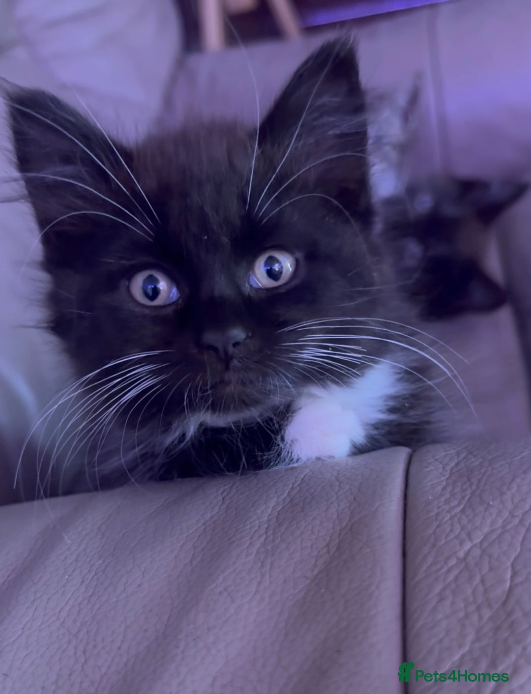 European cats for sale: 3 kittens for sale  - Image 7