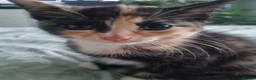 Mixed Breed cats for sale: Beautiful Calico girl - Advert 9