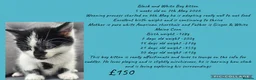 Mixed Breed cats for sale: MAINE COON X AMERICAN SHORT HAIR - Advert 6