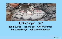 Rat rodents for sale: Beautiful baby rats looking for forever homes! - Advert 17