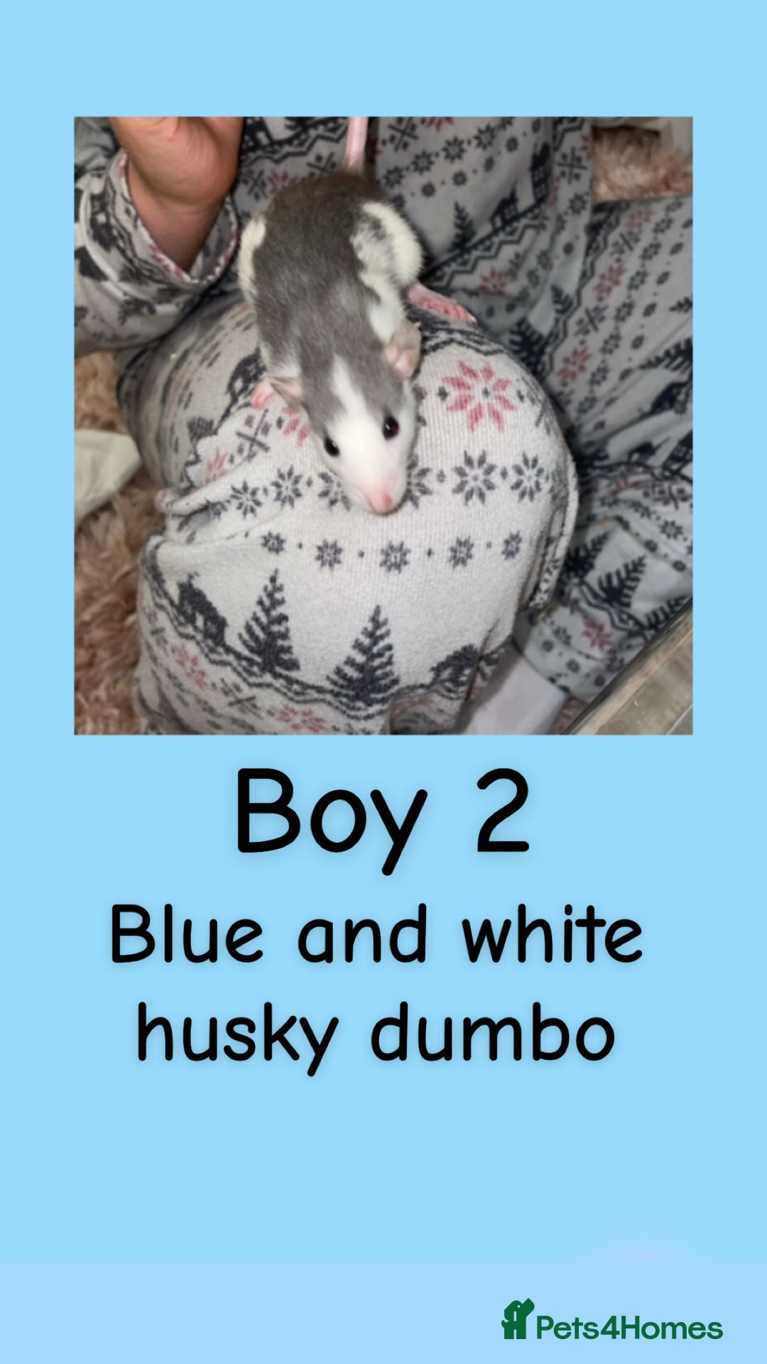 Rat rodents for sale: Beautiful baby rats looking for forever homes! - Advert 17