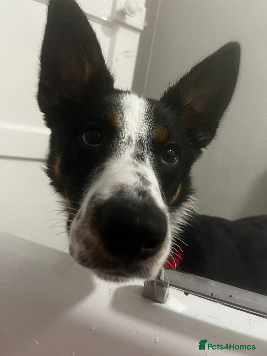 Mixed Breed dogs for sale: Collin  - Advert 2