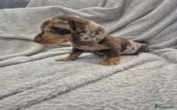 Miniature Dachshund dogs for sale: Kc dachshund babies ready next week - Image 23