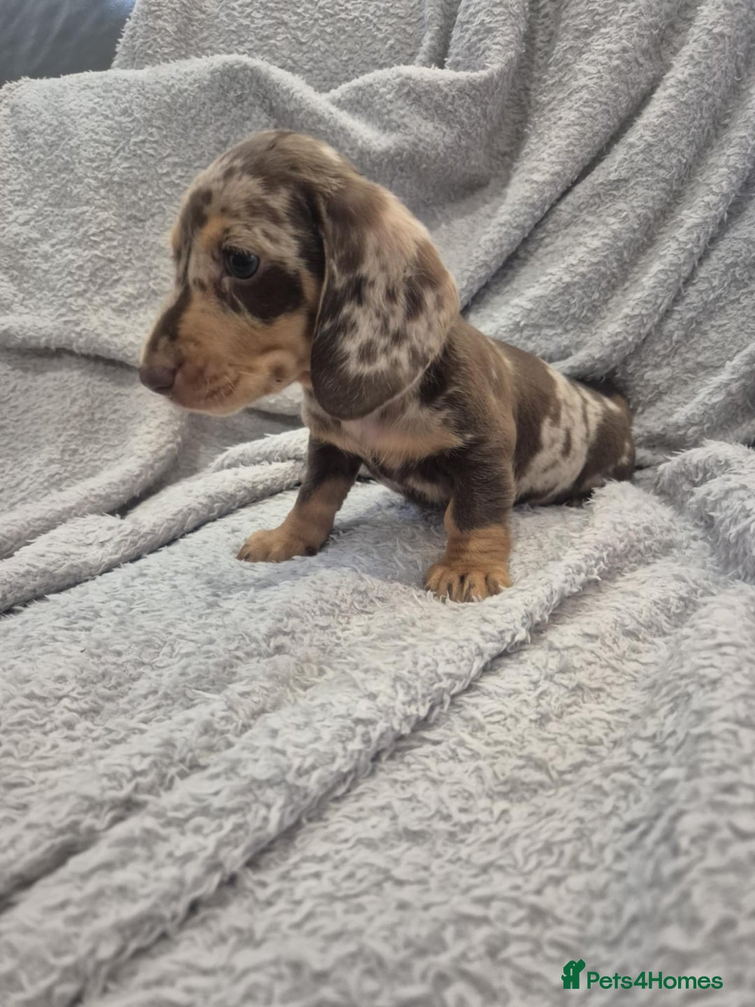 Miniature Dachshund dogs for sale: Kc dachshund babies ready next week - Image 23