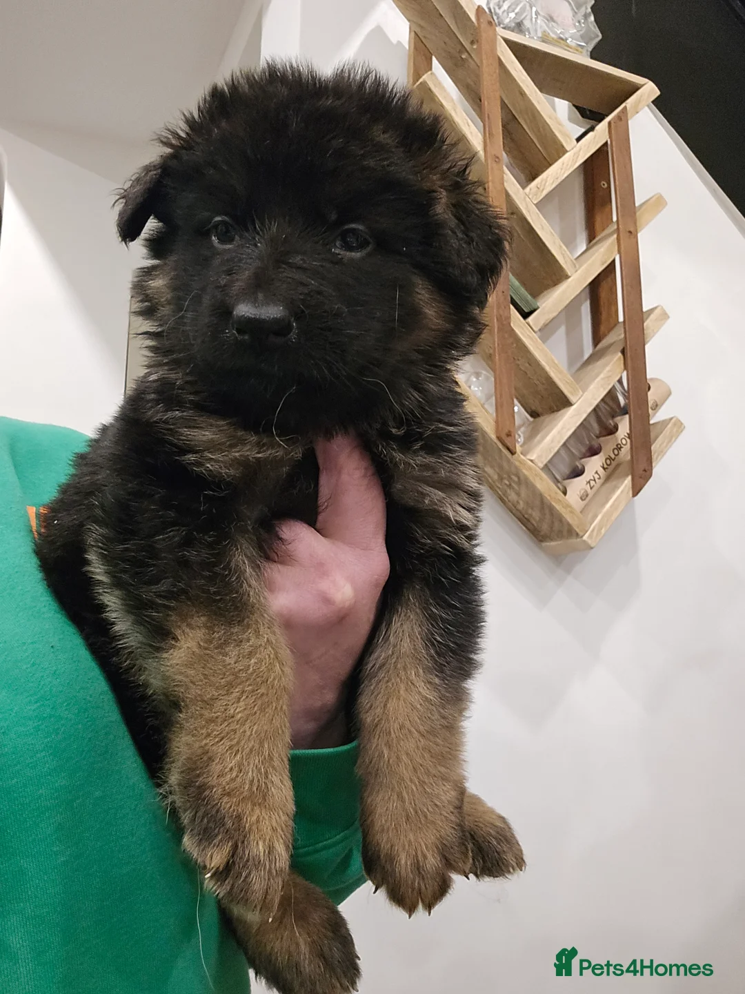 German Shepherd dogs for sale: German shepherd long hair straigh back - Advert 5