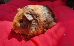Guinea Pig rodents for sale: Male guineapigs  - Image 3