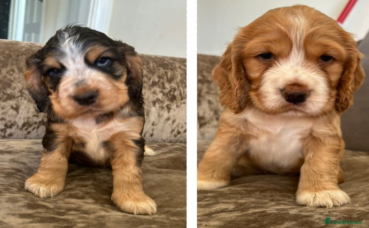 Cocker Spaniel dogs - Advert 13