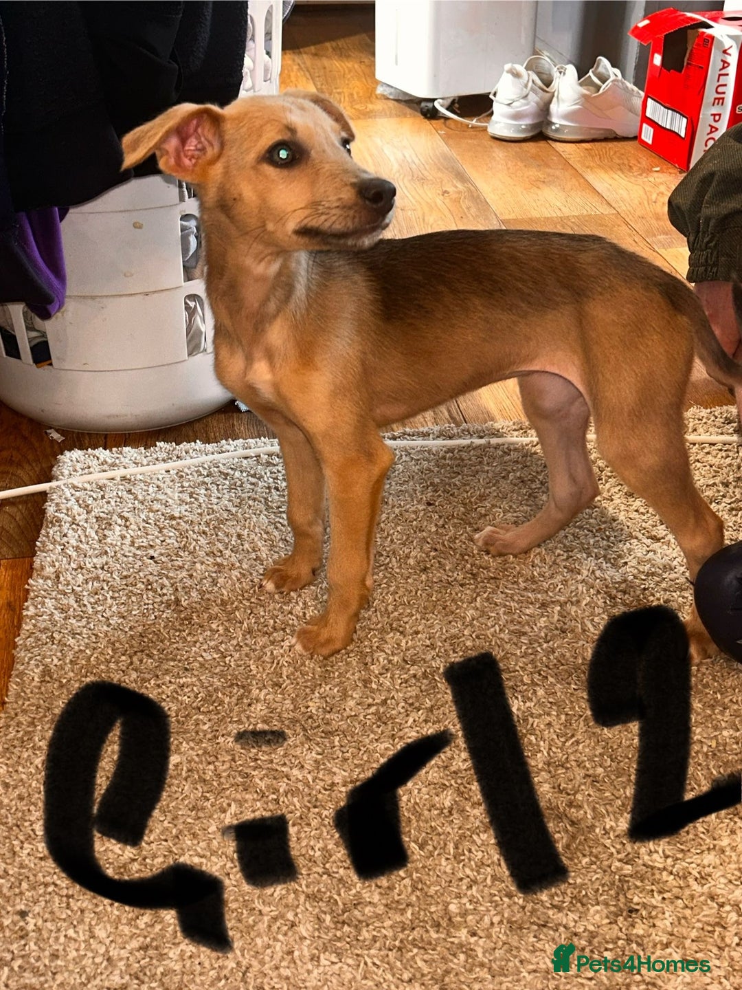 Mixed Breed dogs for sale: Beautiful puppies for sale!!!  - Image 22