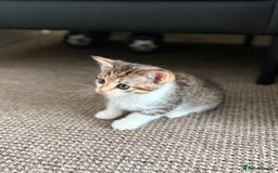 Mixed Breed cats for sale: 🐾 Adorable Kittens Looking for Loving Homes! 🐾 - Image 31