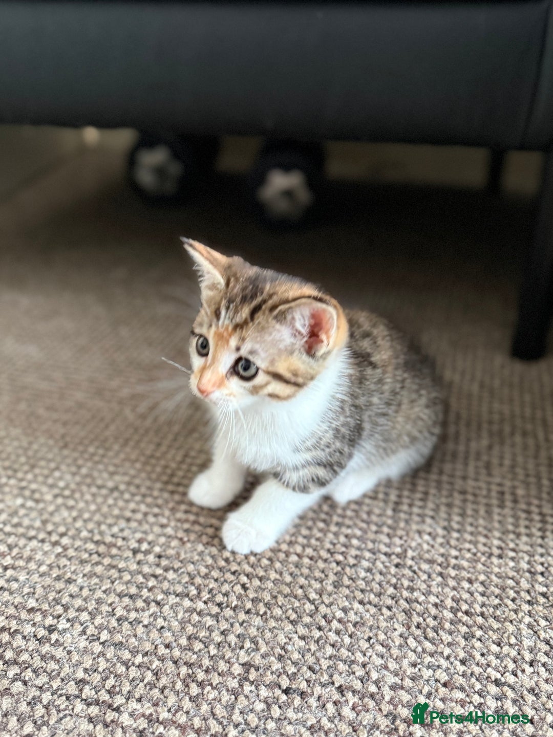 Mixed Breed cats for sale: 🐾 Adorable Kittens Looking for Loving Homes! 🐾 - Image 31