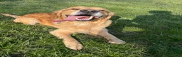 Golden Retriever dogs for stud: Registered Golden Retriever Stud Available in Bideford - Advert 5