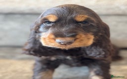 Cocker Spaniel dogs for sale: BEAUTIFUL SHOW TYPE COCKER SPANIELS  - Image 28