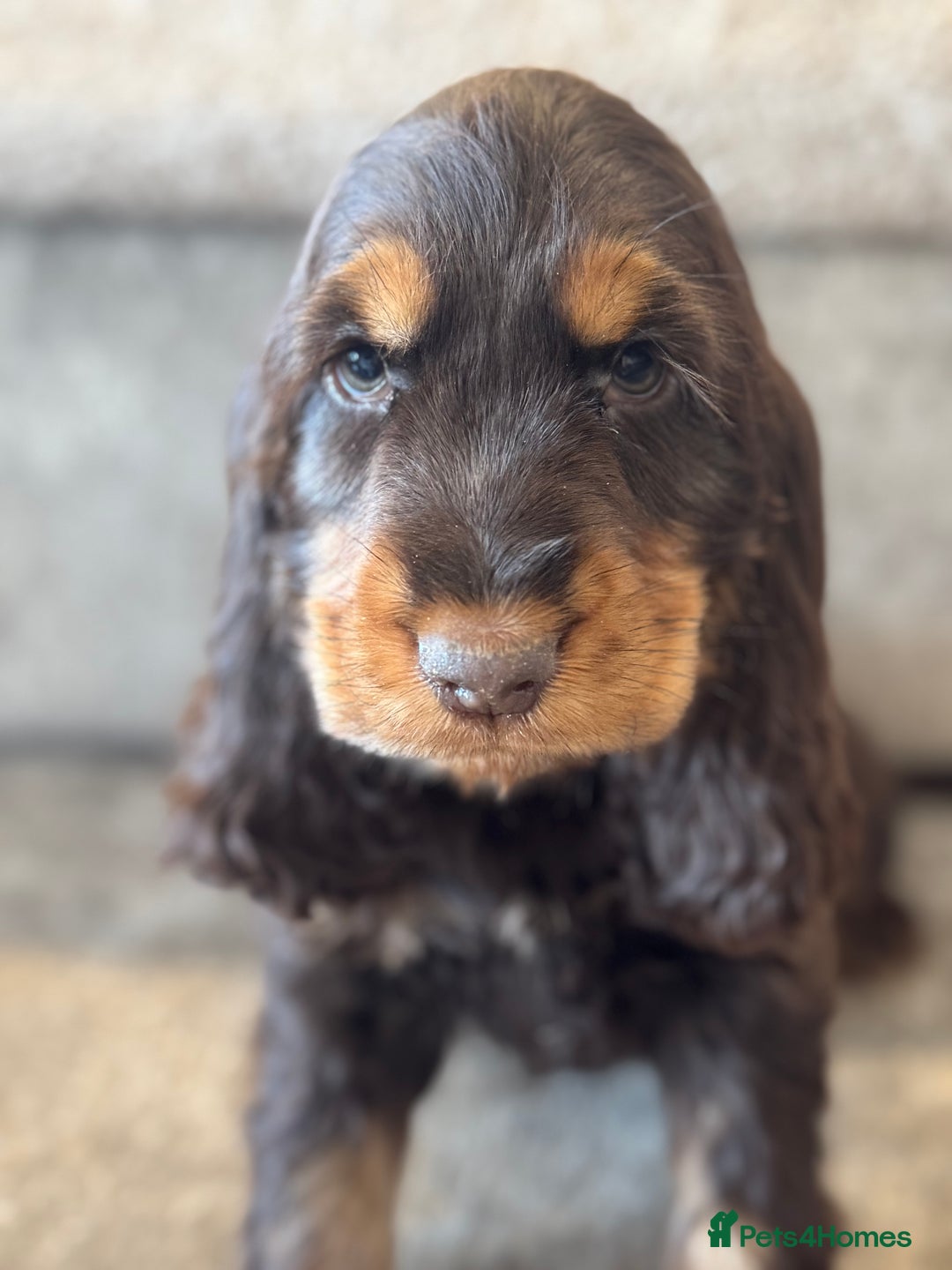 Cocker Spaniel dogs for sale: BEAUTIFUL SHOW TYPE COCKER SPANIELS  - Image 28