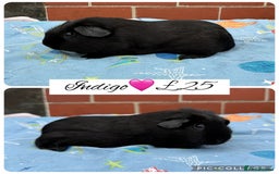 Guinea Pig rodents for sale: Female guinea pigs  - Image 13