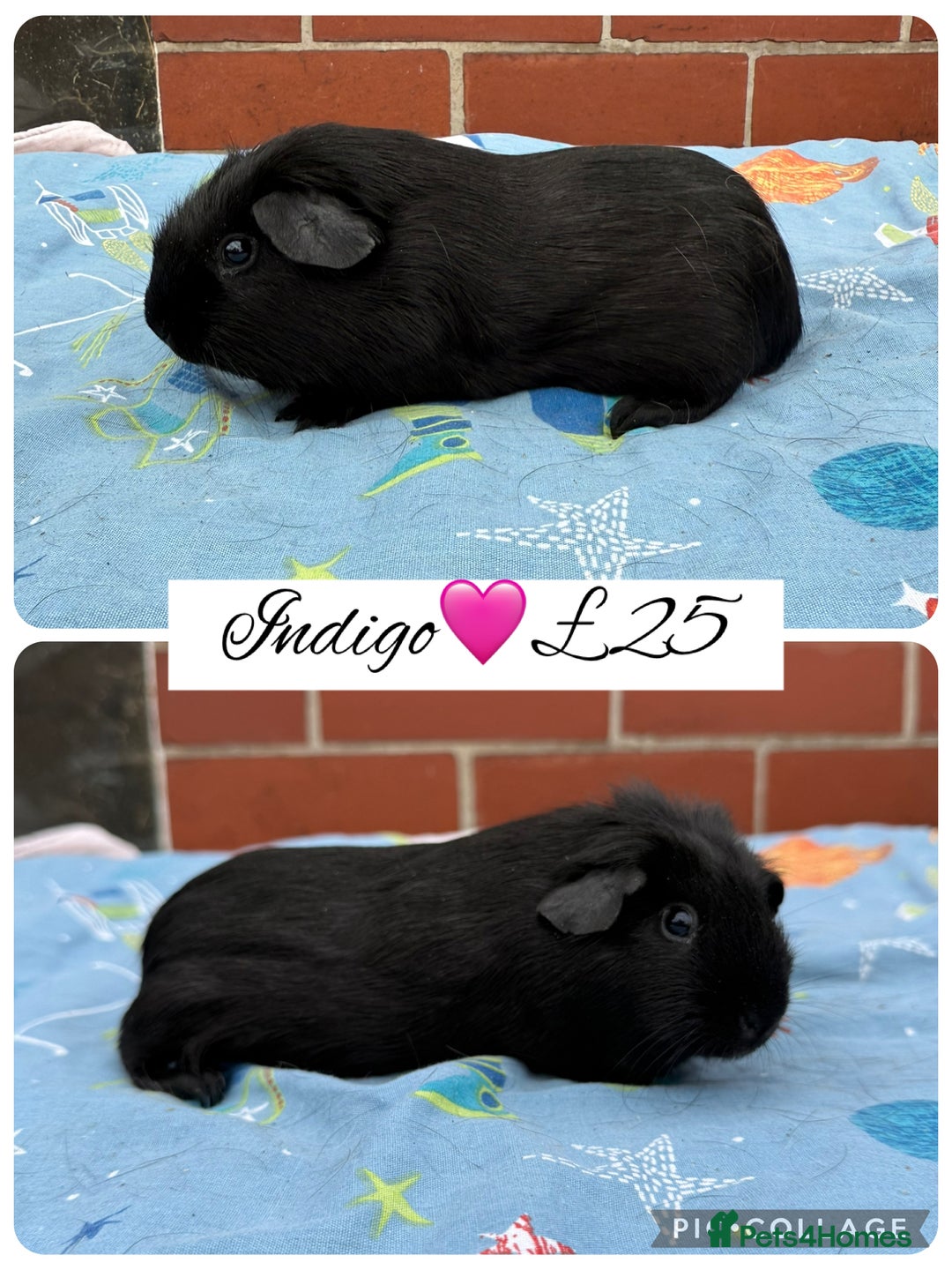 Guinea Pig rodents for sale: Female guinea pigs  - Image 13