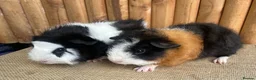 Guinea Pig rodents for sale: Baby boys  - Advert 2