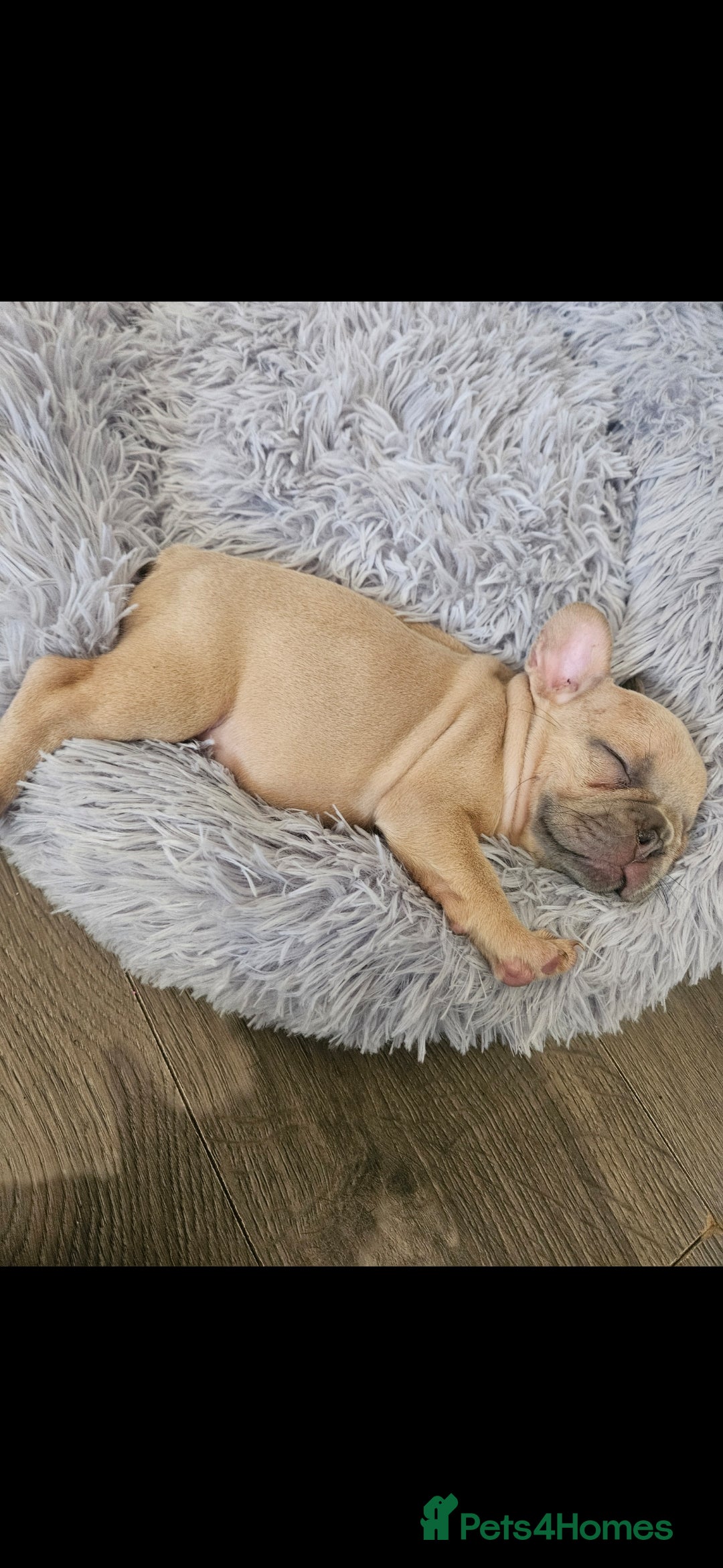 French Bulldog dogs for sale: Exotic Bi g R frenchie girl pups - FLUFFY CARRIERS - Image 1