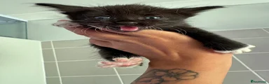 Sphynx 3
