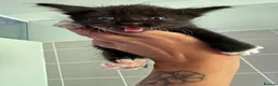 Sphynx cats for sale: Sphynx mix kittens  - Advert 9