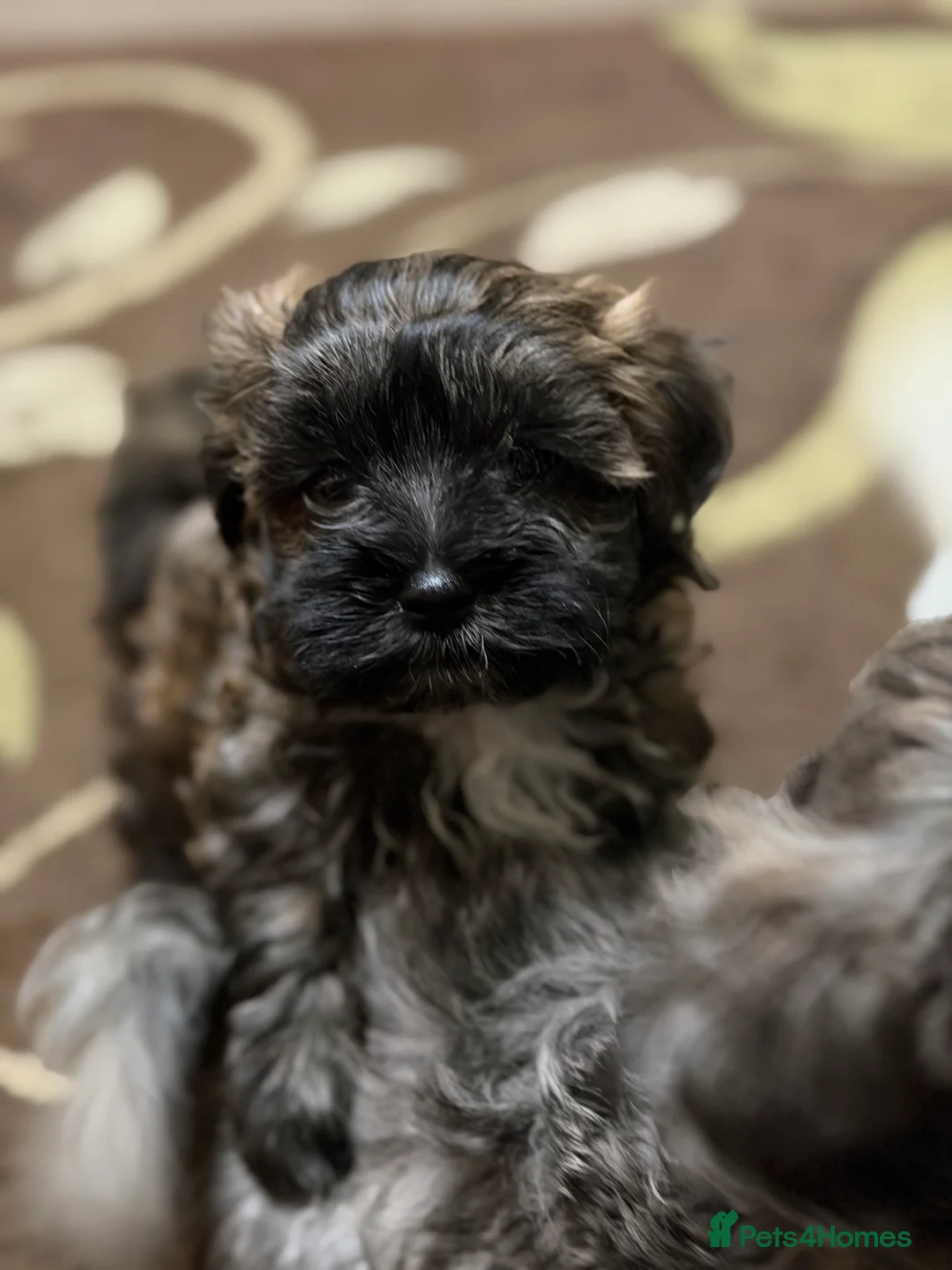 Mixed Breed dogs for sale: 🐾🐾🐾Maltipoo Puppies 🐾🐾🐾 - Advert 6