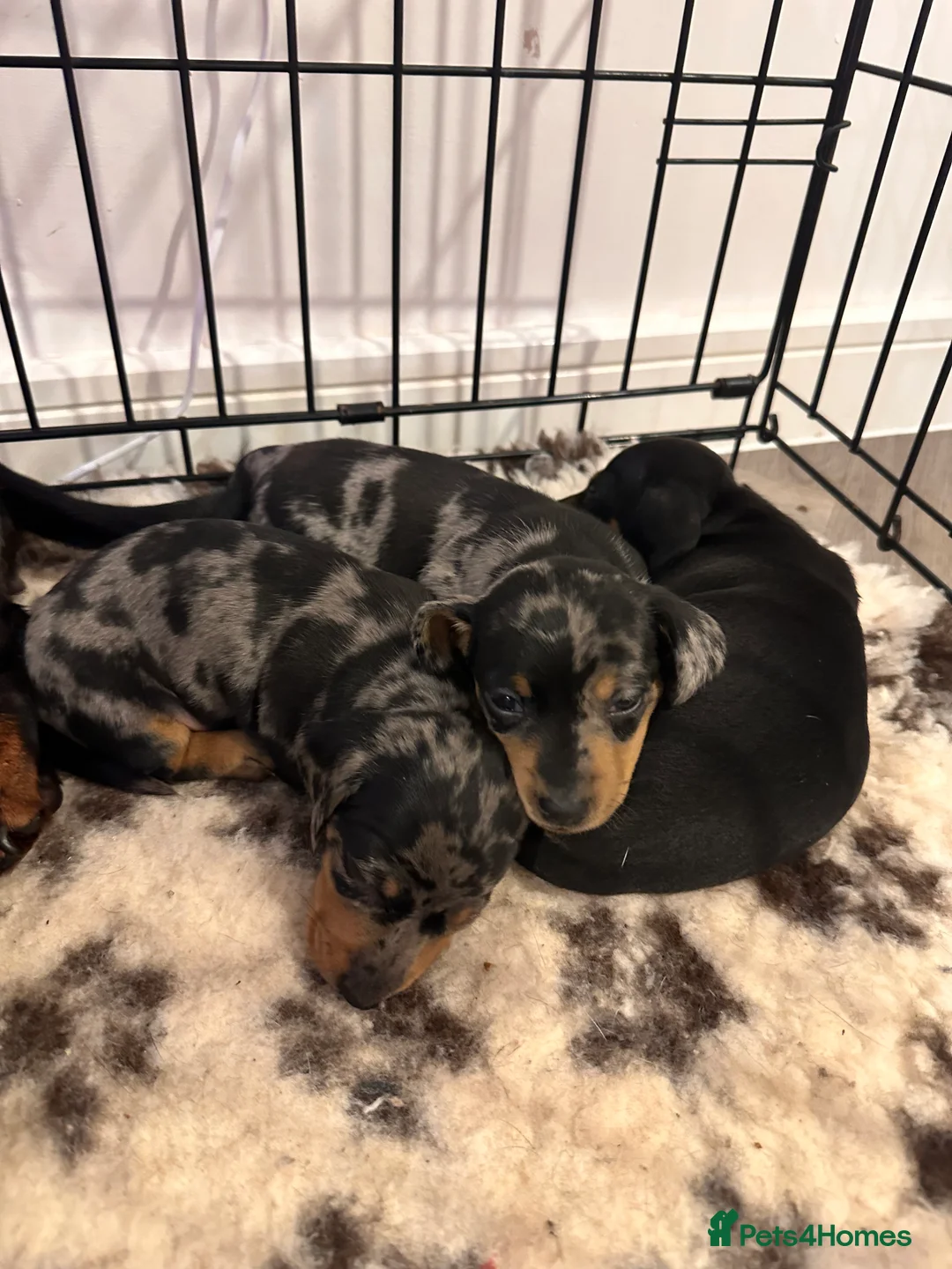 Miniature Dachshund dogs for sale: STUNNING KC MINIATURE DACHSHUND PUPS FOR SALE !!  - Advert 2
