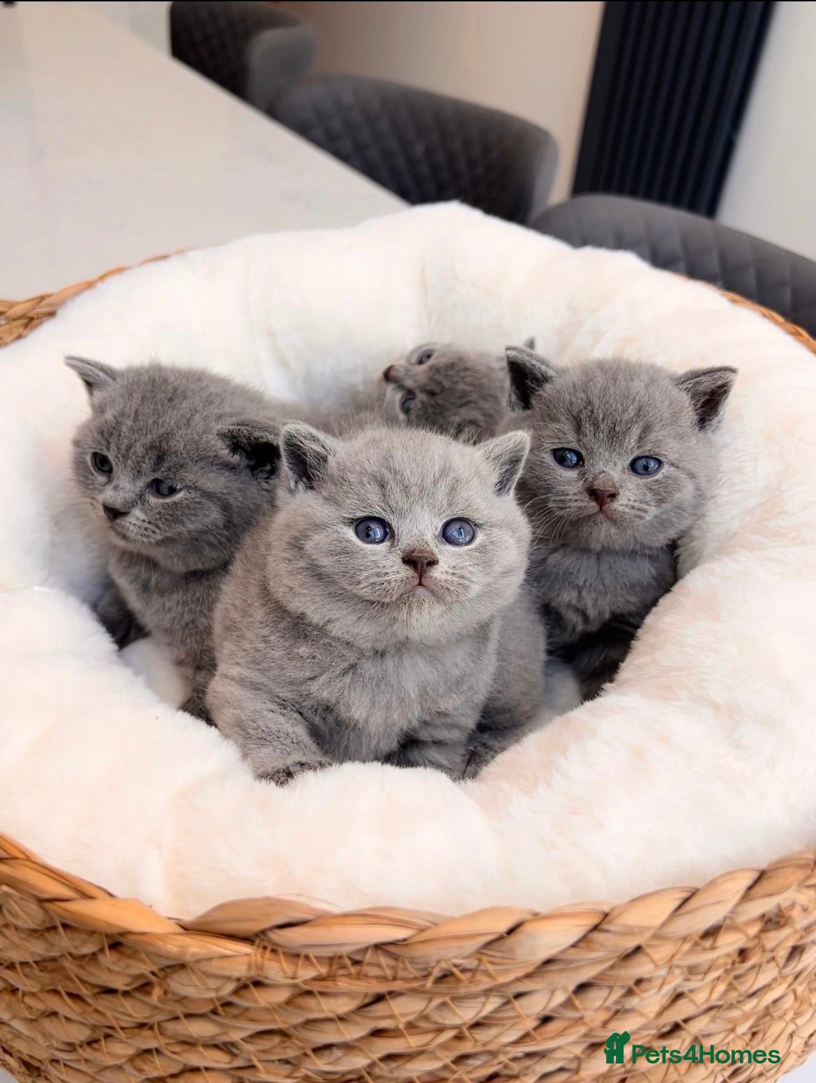 British Shorthair cats 🌈 🏆 supreme champion 💙BSH 🏆 🧸 - Advert 2