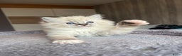 Ragdoll cats for sale: GCCF Ragdoll kittens for sale - Advert 36