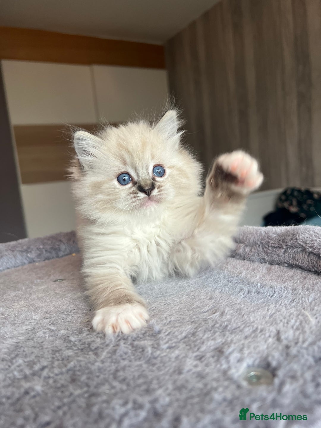 Ragdoll cats for sale: GCCF Ragdoll kittens for sale - Advert 36