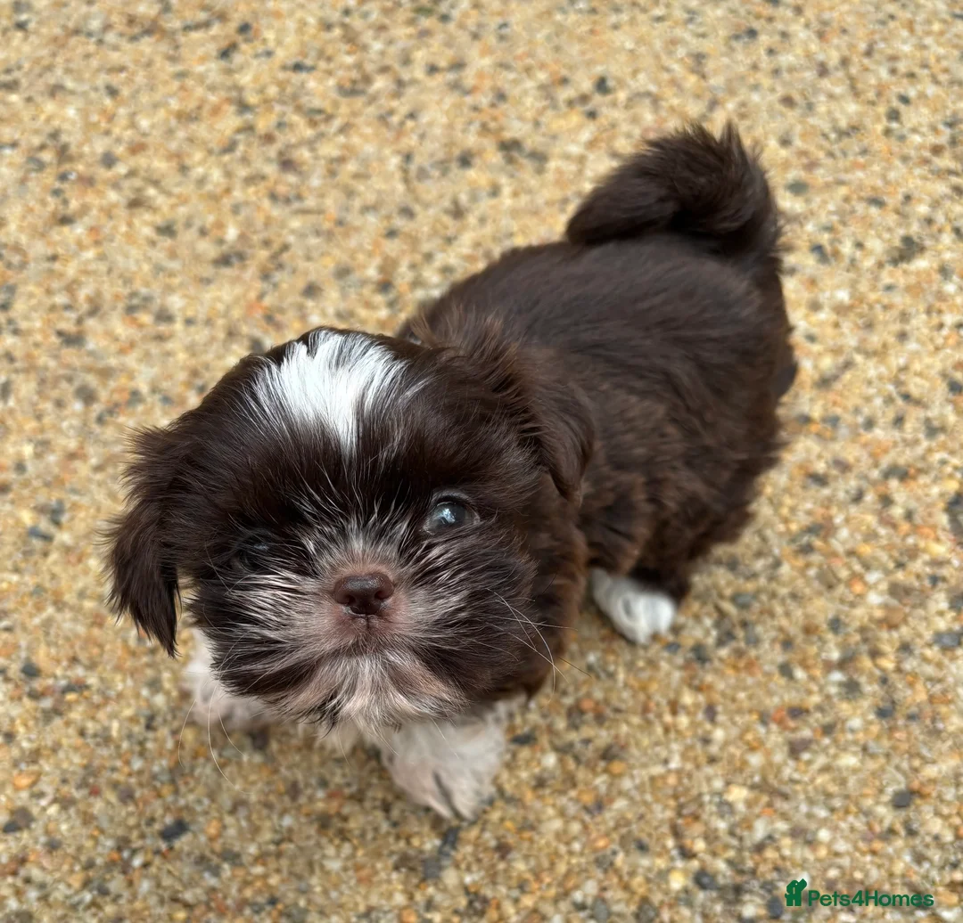 Shih Tzu dogs for sale: 11 Month Old Male Shih Tzu - Advert 5