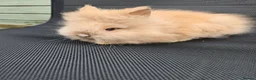 Lionhead rabbits for sale: Purebred doublemane lionhead babies in Wellington - Advert 2