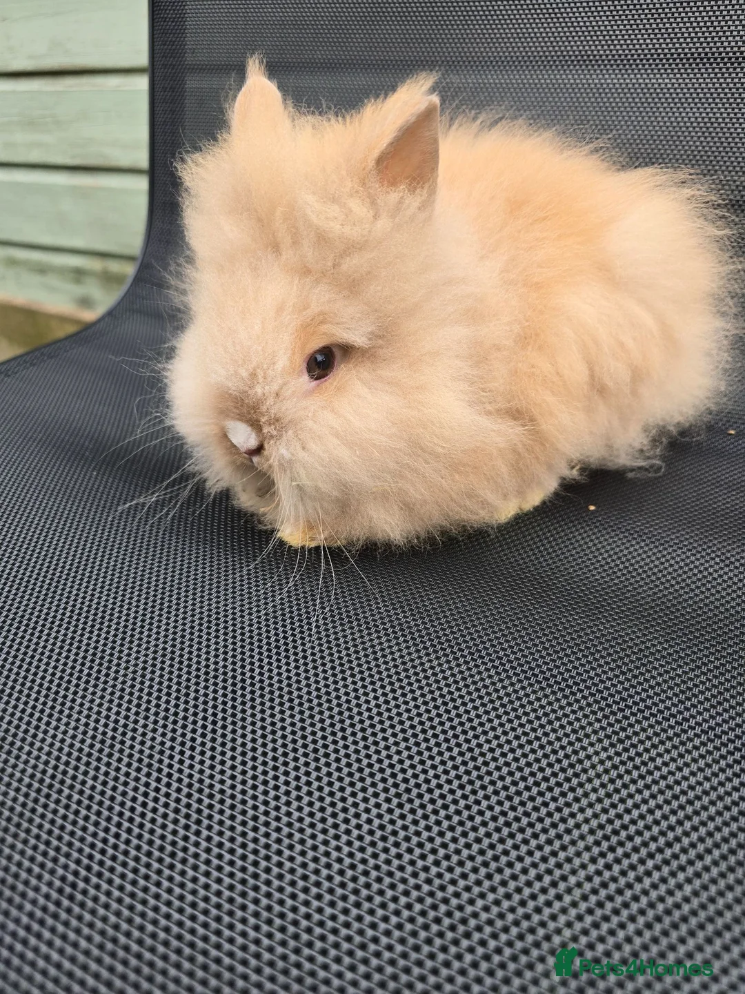 Lionhead rabbits for sale: Purebred doublemane lionhead babies in Wellington - Advert 2