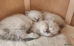 Ragdoll cats for sale: 🐾🌸GCCF Adorable purebred Ragdoll Kittens🌸🐾 - Image 3