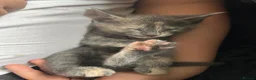 Mixed Breed cats for sale: 1 male and 4 female kittens  in Southampton - Advert 5