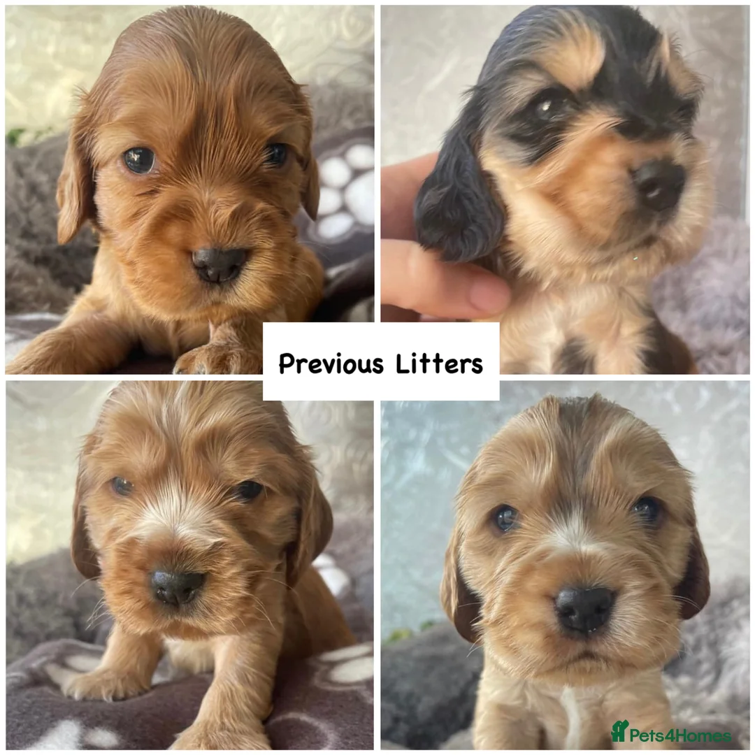 Cocker Spaniel dogs for stud: EXTENSIVELY Health Tested KC Show Cocker STUD in Chesterfield - Advert 8