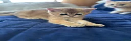 British Shorthair cats for sale: READY NOW! Pedigree kittens  - Advert 19