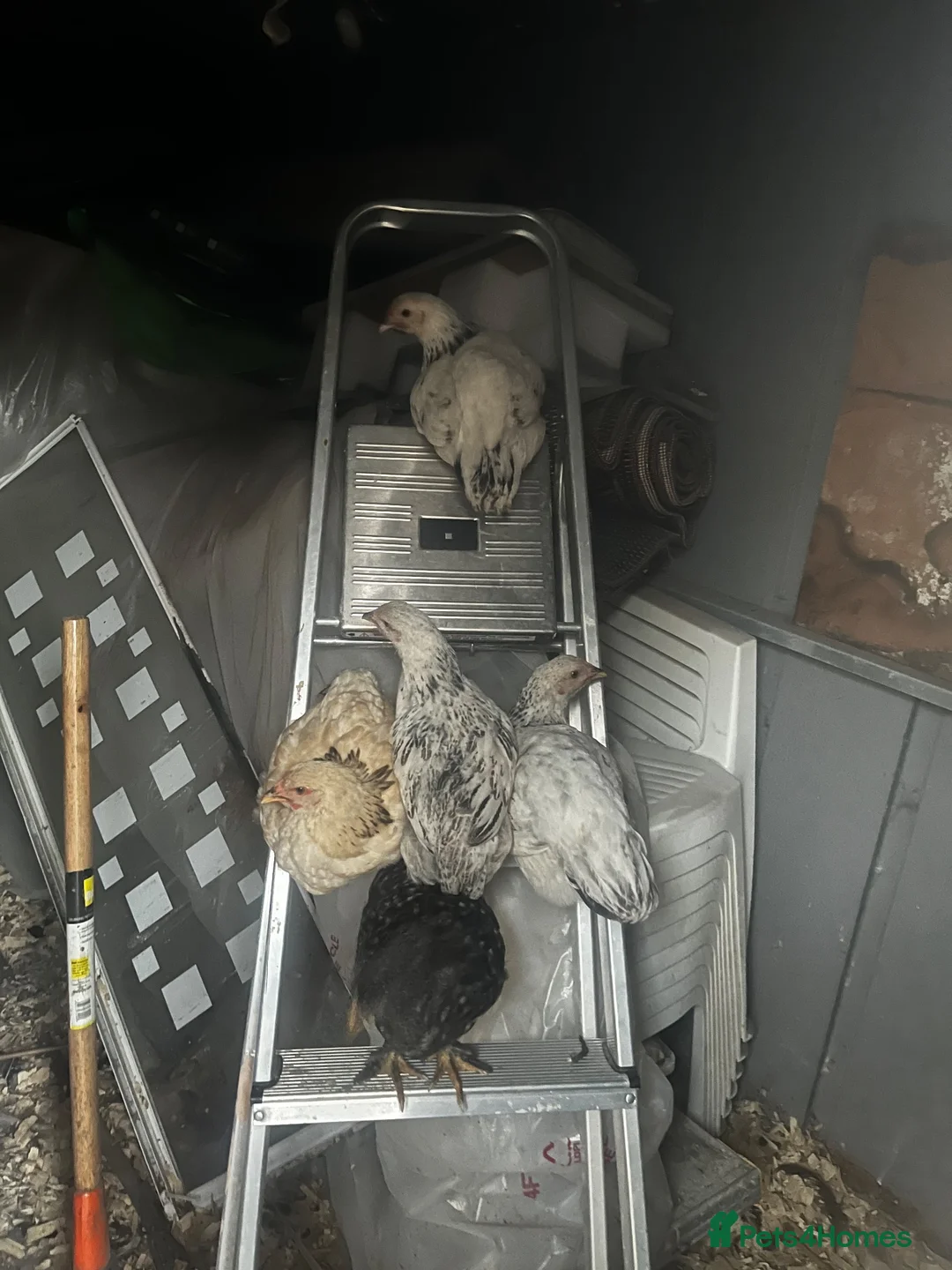 Chickens poultry for sale: Various chickens available  in Heckmondwike - Advert 2