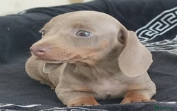 Dachshund dogs for sale: Gorgeous Mini Dachshund puppy's  - Image 8