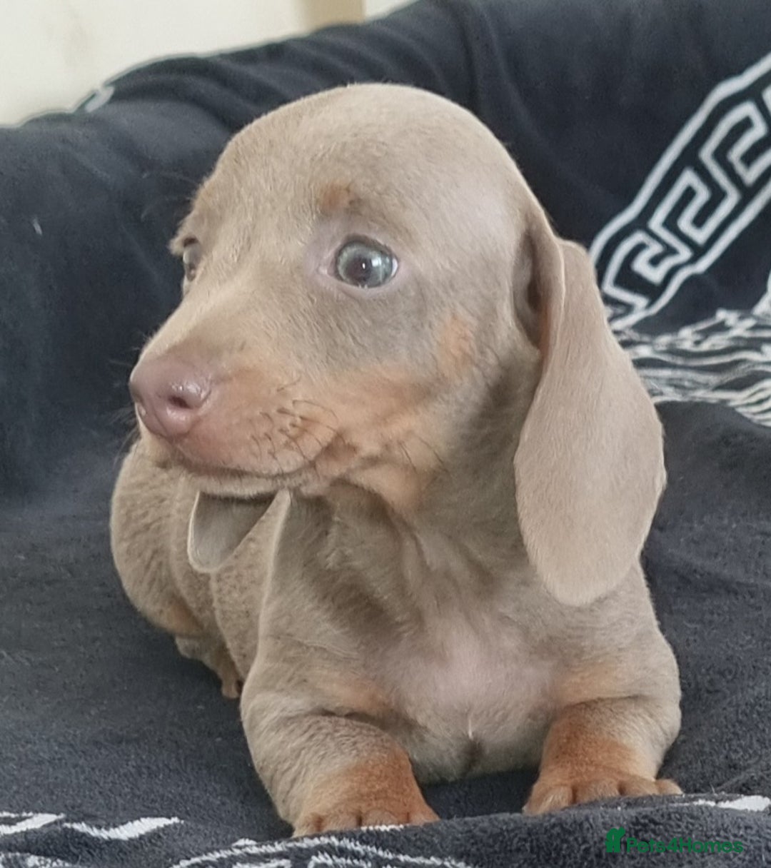 Dachshund dogs for sale: Gorgeous Mini Dachshund puppy's  - Image 8