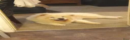 Chow Chow dogs for sale: White chow chow in Pontypool - Advert 2
